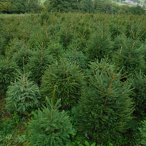 photo of Christmas Trees