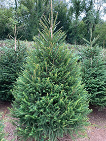 Norway Spruce